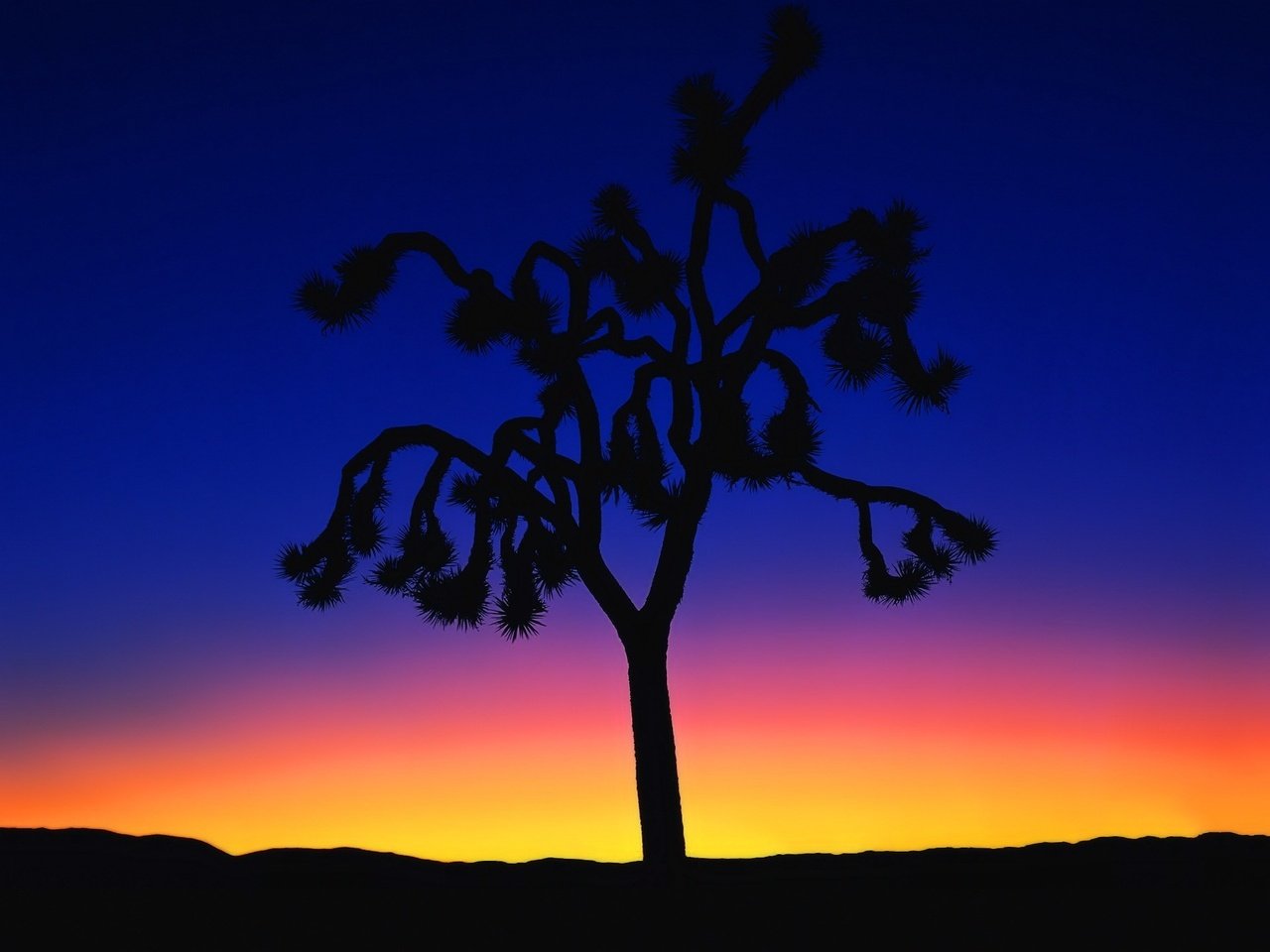 Обои дерево, закат, минимализм, tree, sunset, minimalism разрешение 1920x1440 Загрузить