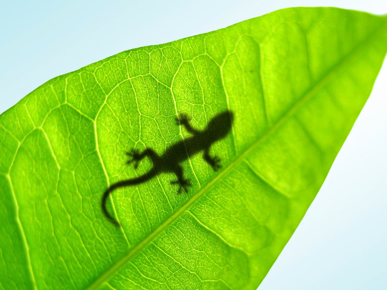 Обои лист, lucky gecko, ящерка, sheet, lizard разрешение 2560x1600 Загрузить