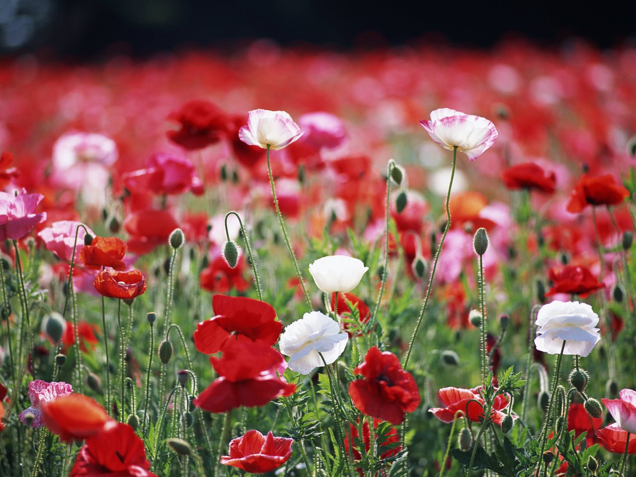 Обои цветы, растения, макро, поле, красные, маки, белые, flowers, plants, macro, field, red, maki, white разрешение 2950x2094 Загрузить