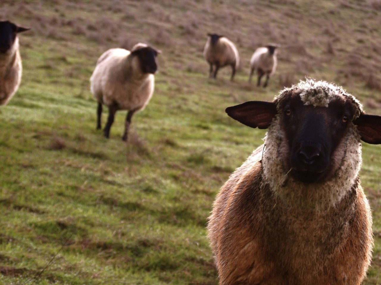 Обои взгляд, луг, овцы, look, meadow, sheep разрешение 2560x1600 Загрузить