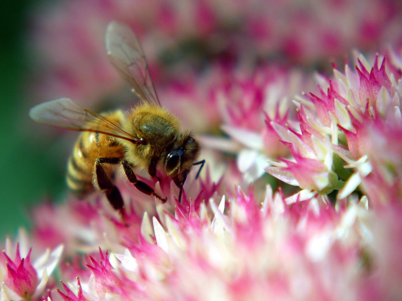 Обои цветок, розовый, пчела, flower, pink, bee разрешение 2560x1600 Загрузить