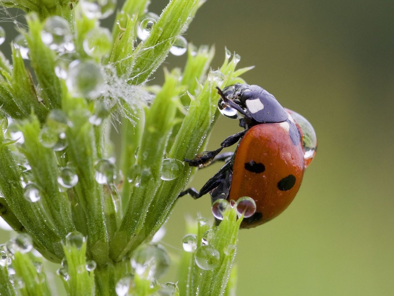 Обои трава, капли, божья коровка, grass, drops, ladybug разрешение 2048x1536 Загрузить