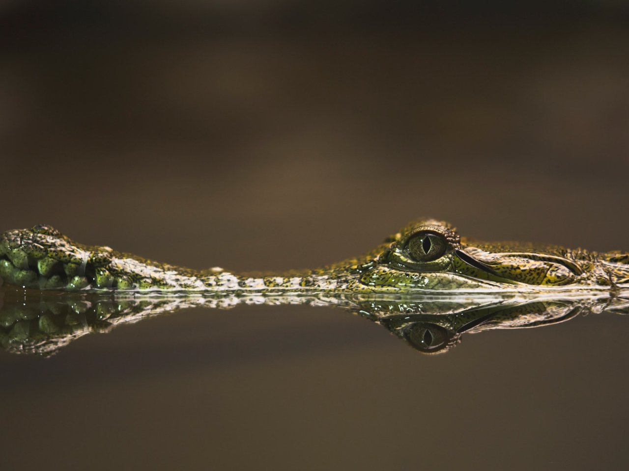 Обои вода, крокодил, ноздри и глаза, water, crocodile, the nostrils and eyes разрешение 2560x1600 Загрузить