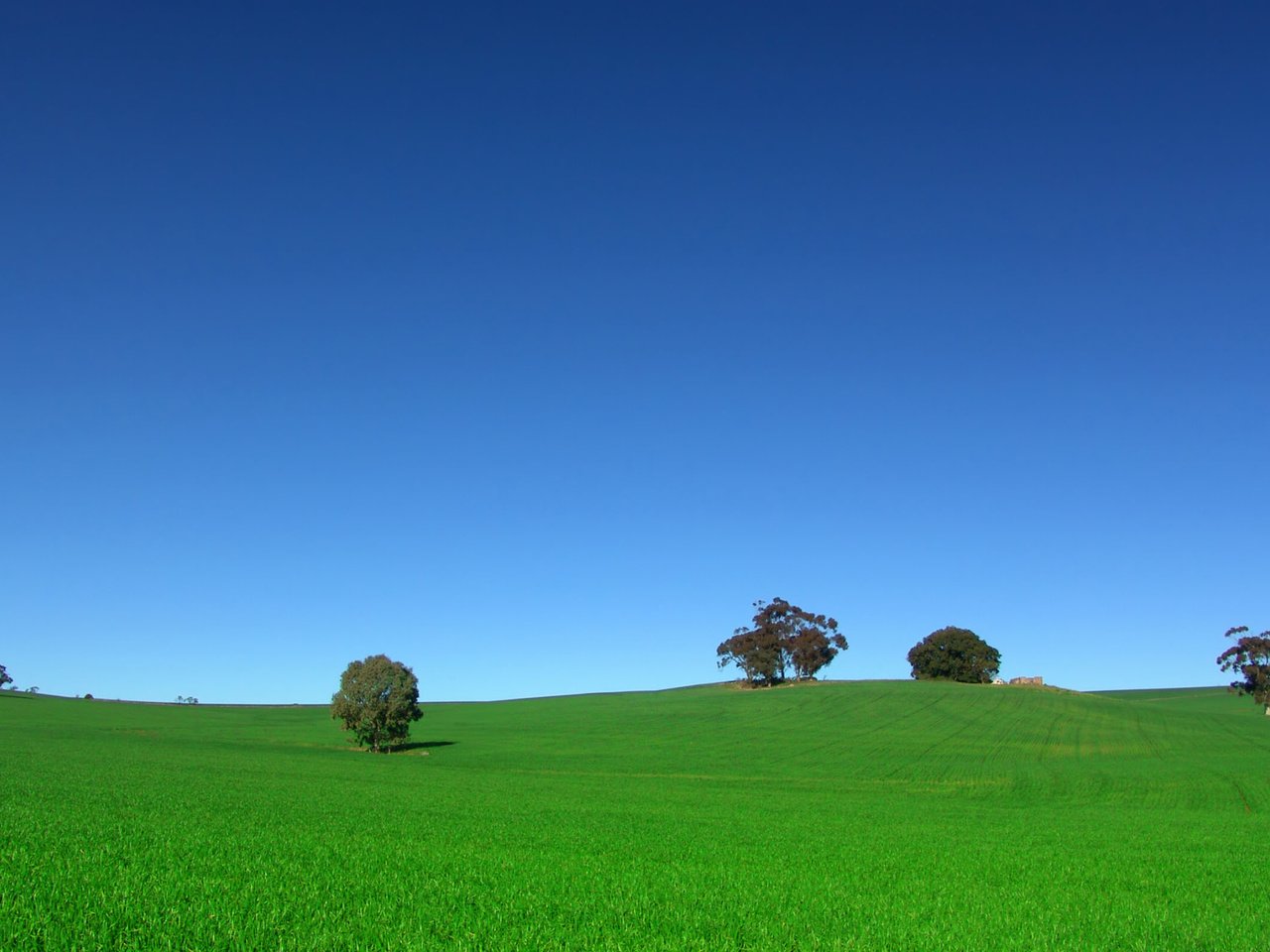 Обои небо, деревья, поле, the sky, trees, field разрешение 2560x1600 Загрузить