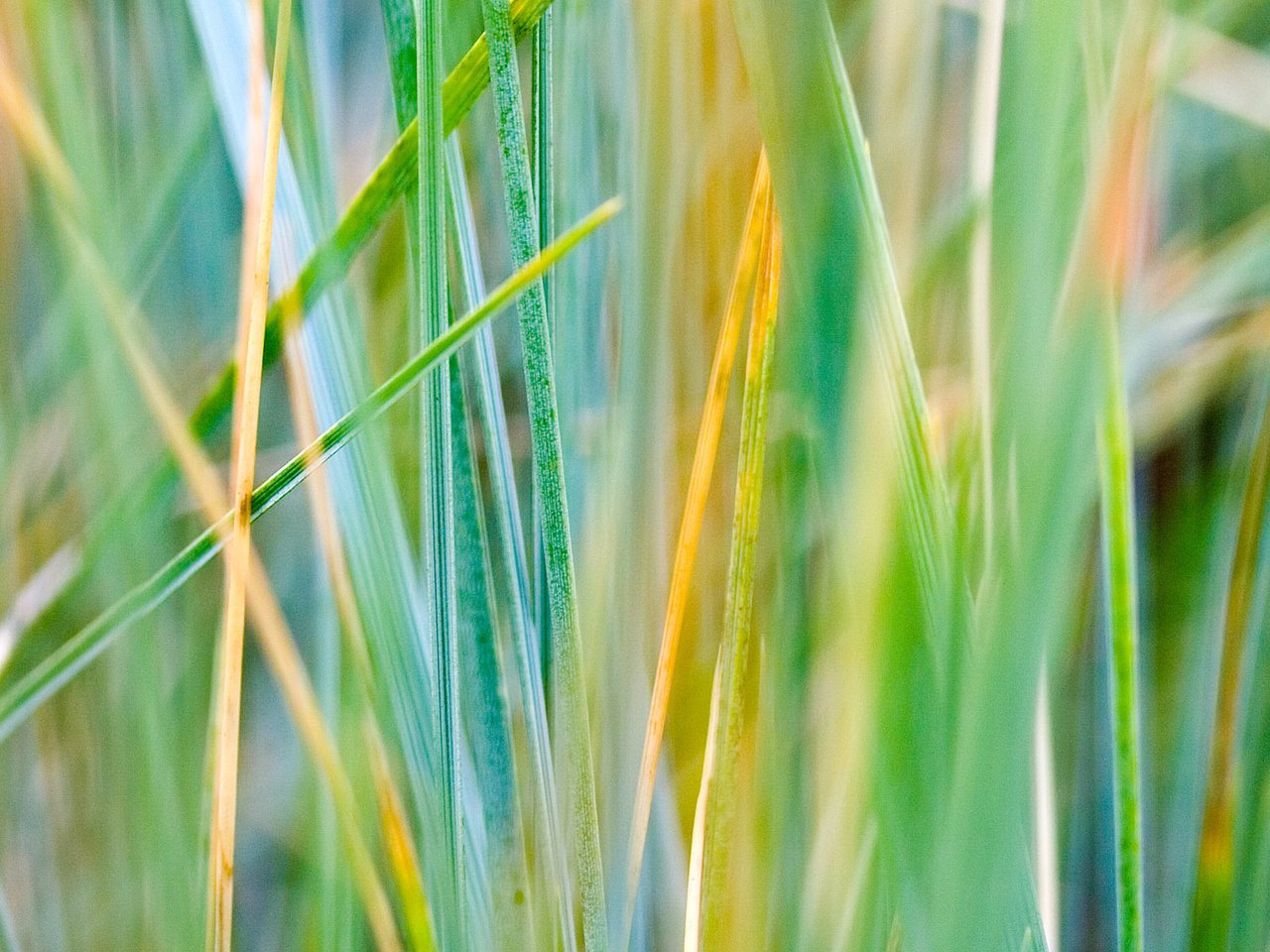 Обои трава, зелень, осень, разноцветная, grass, greens, autumn, colorful разрешение 1920x1200 Загрузить