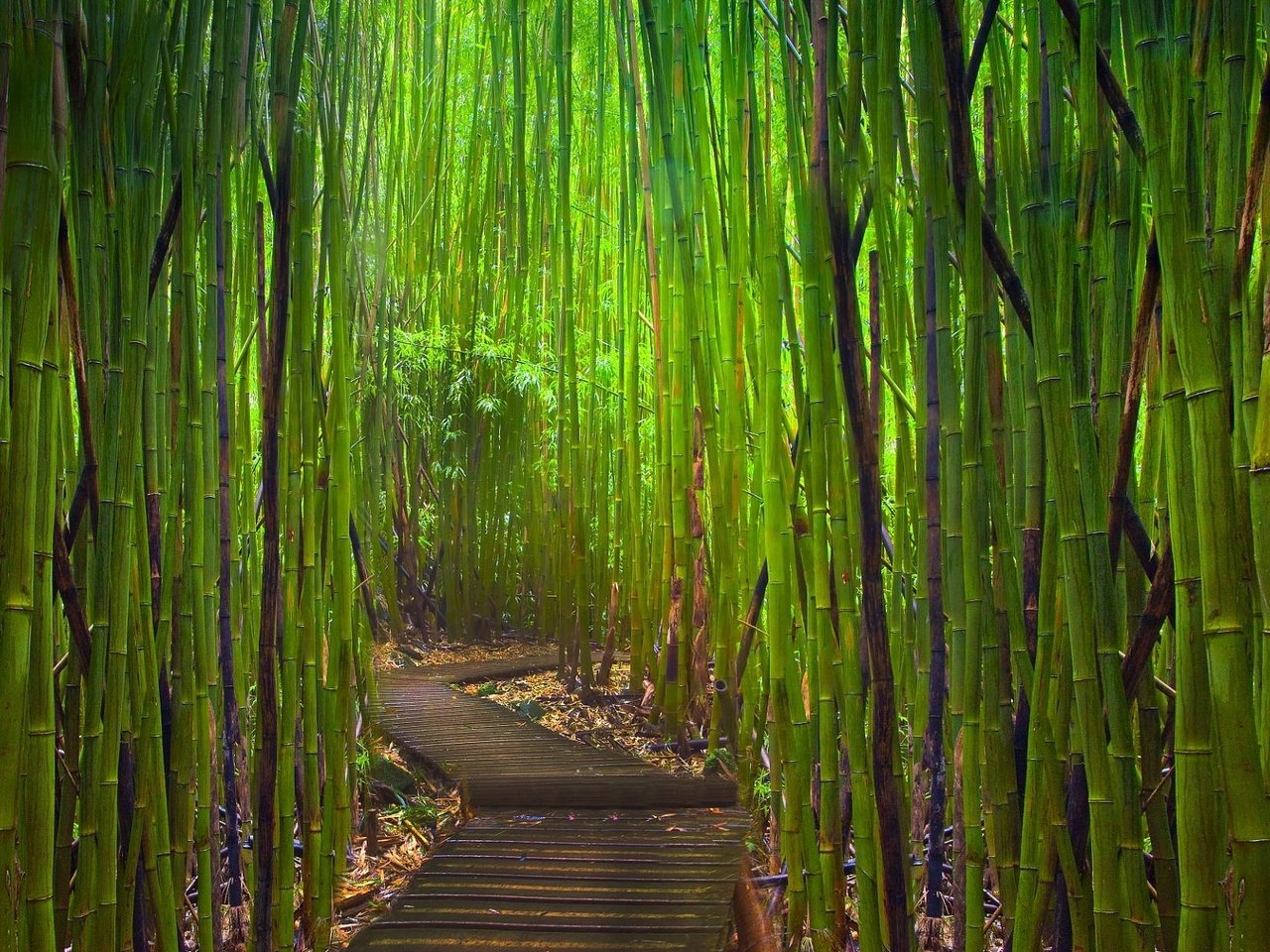 Обои тропинка, бамбук, заросли, path, bamboo, thickets разрешение 1920x1200 Загрузить