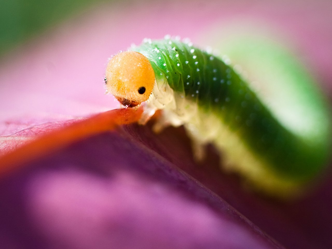 Обои глаза, макро, насекомое, листок, цвет, гусеница, eyes, macro, insect, leaf, color, caterpillar разрешение 1920x1200 Загрузить