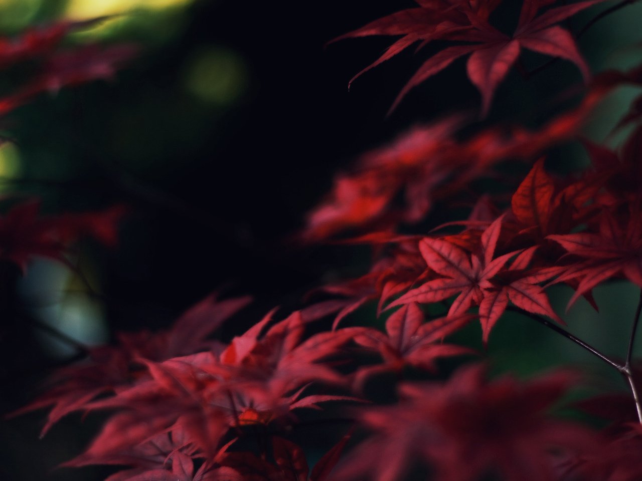 Обои листья, ветки, осень, красные, клен, leaves, branches, autumn, red, maple разрешение 1920x1200 Загрузить
