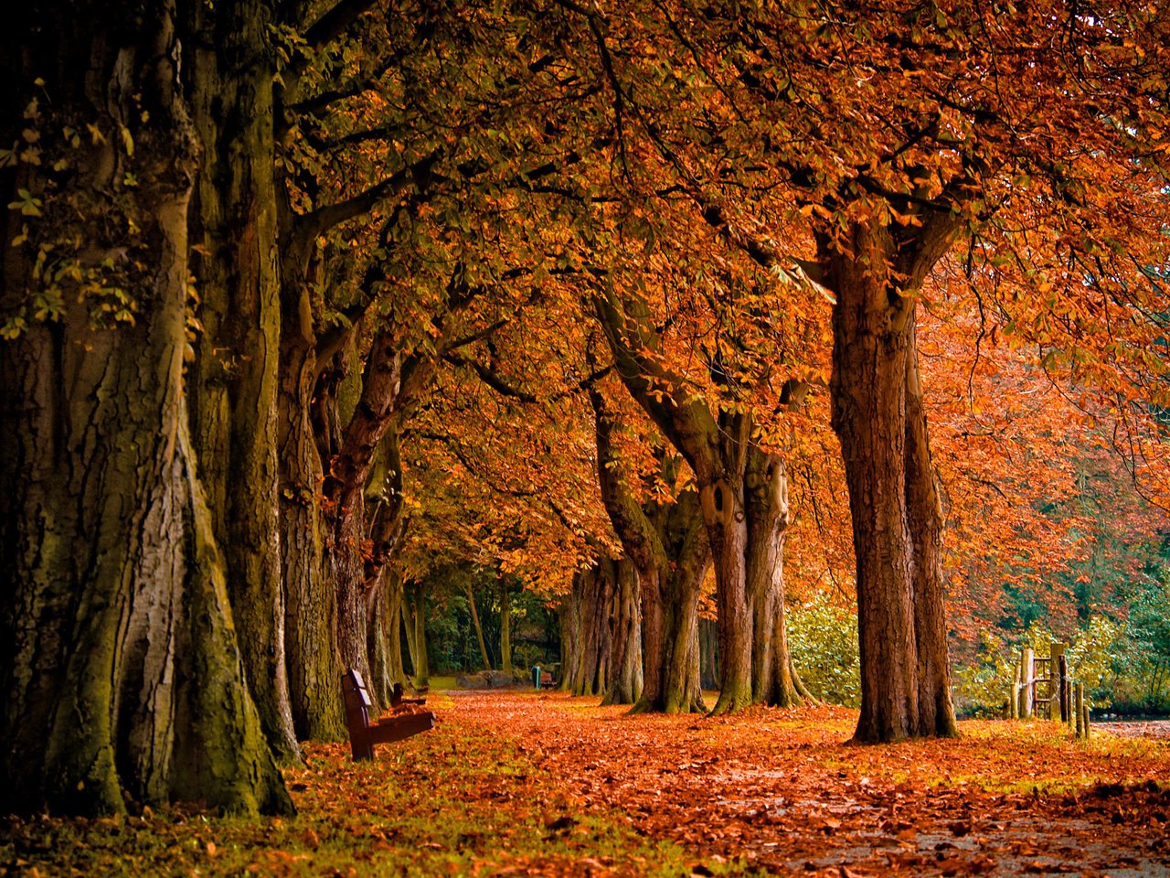 лавочка, обои, листопад, лес, листья, пейзаж, парк, осень, trees, bench, na...