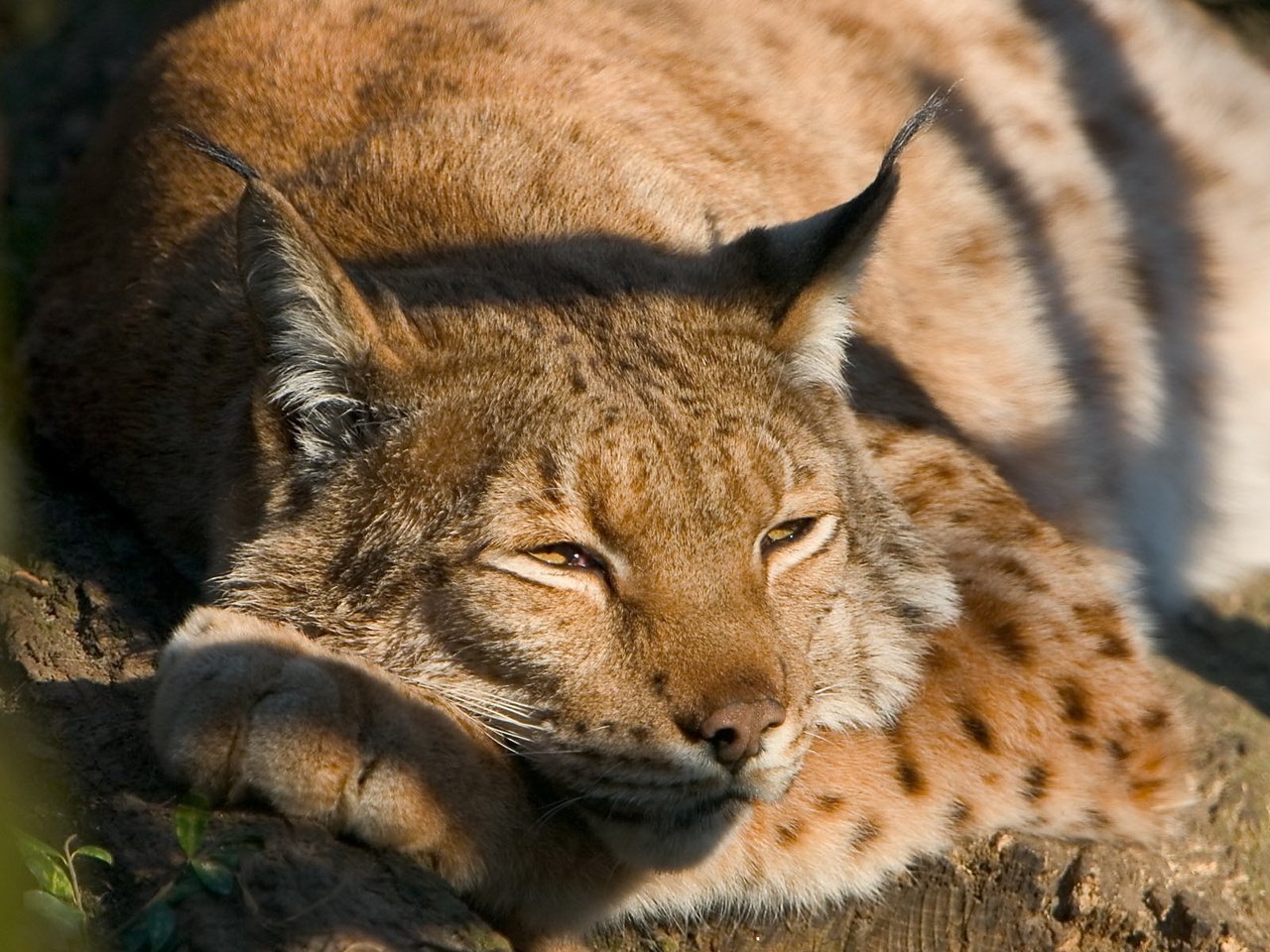 Обои рысь, спит, хищник, дикая кошка, на дереве, рись, lynx, sleeping, predator, wild cat, on the tree, rise разрешение 1920x1200 Загрузить