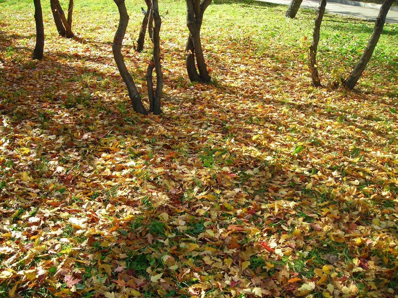 Обои природа, листья, листва, осень, листопад, nature, leaves, foliage, autumn, falling leaves разрешение 2592x1944 Загрузить