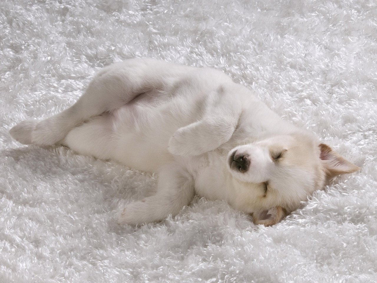 Обои сон, белый, песик, ковер, sleep, white, doggie, carpet разрешение 1920x1200 Загрузить