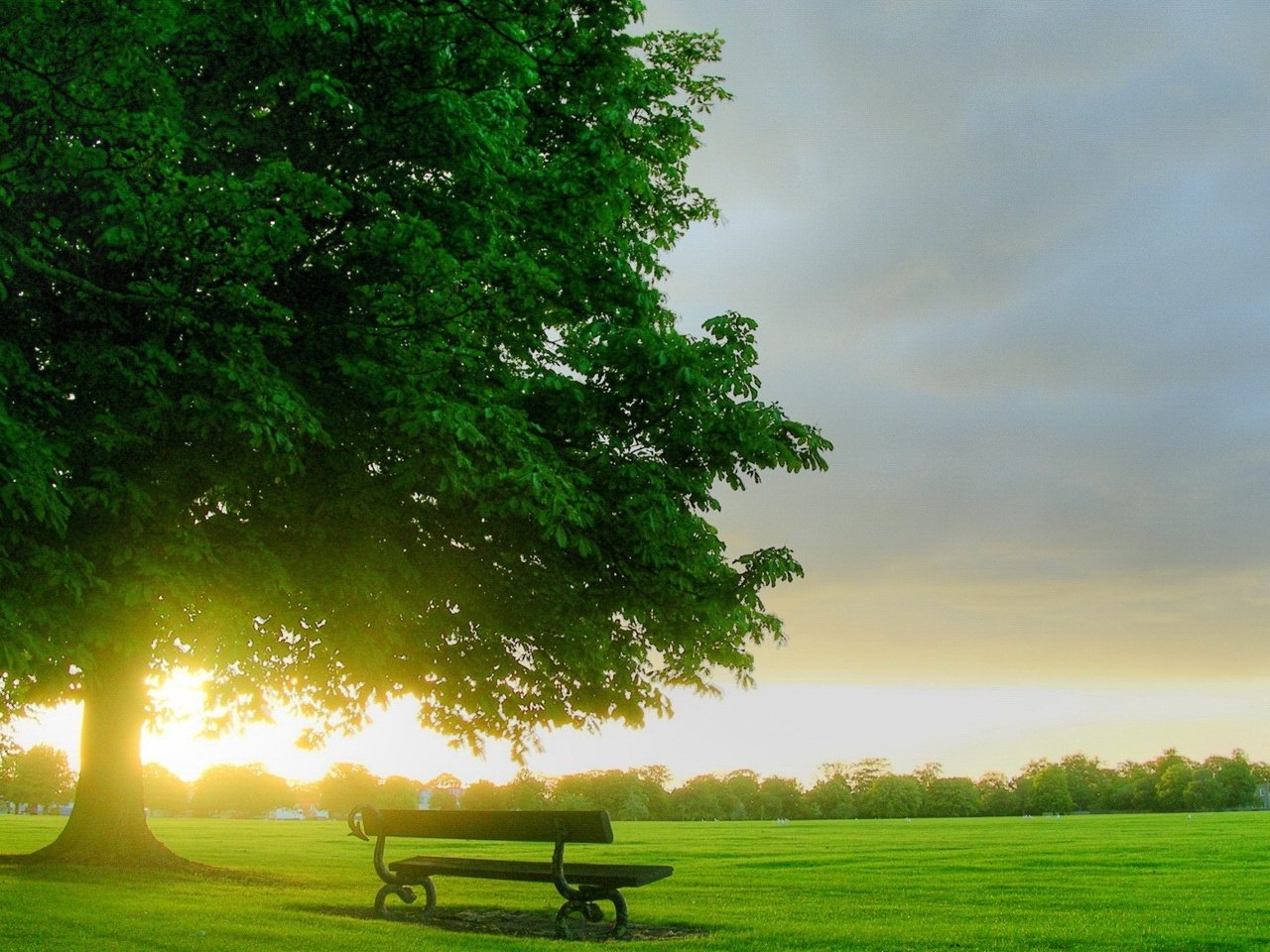 Обои трава, дерево, скамья, гозон, grass, tree, bench, gozon разрешение 1920x1080 Загрузить