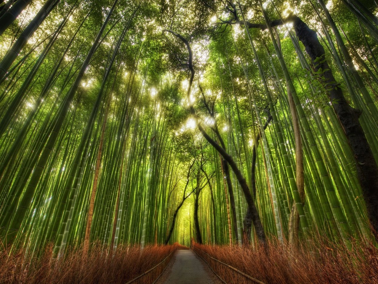 Обои тропинка, бамбук, китай, роща, path, bamboo, china, grove разрешение 2560x1600 Загрузить
