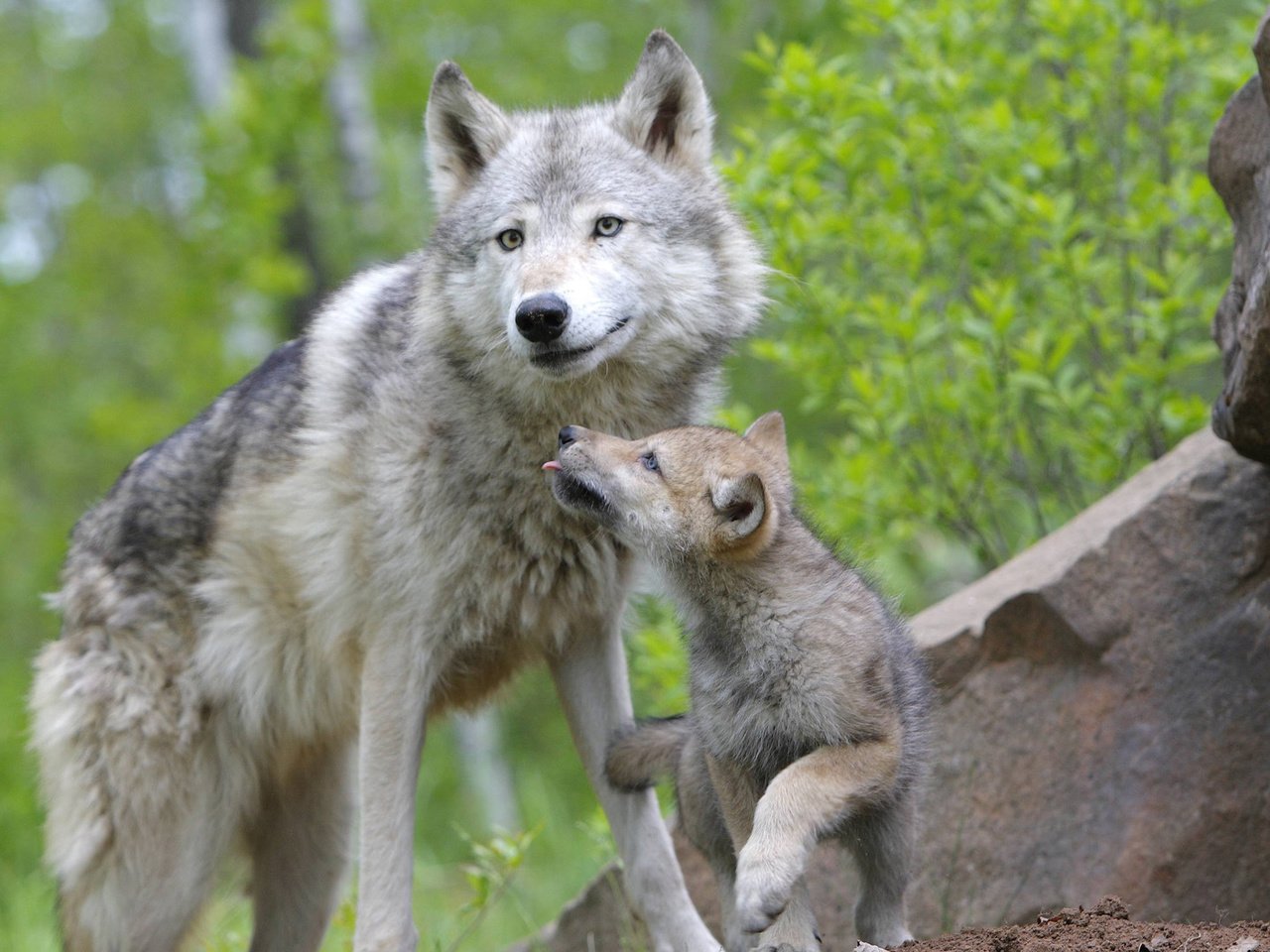 Обои лес, семья, волки, волк, волчица, волчья, волчонок, forest, family, wolves, wolf, the cub разрешение 1920x1080 Загрузить