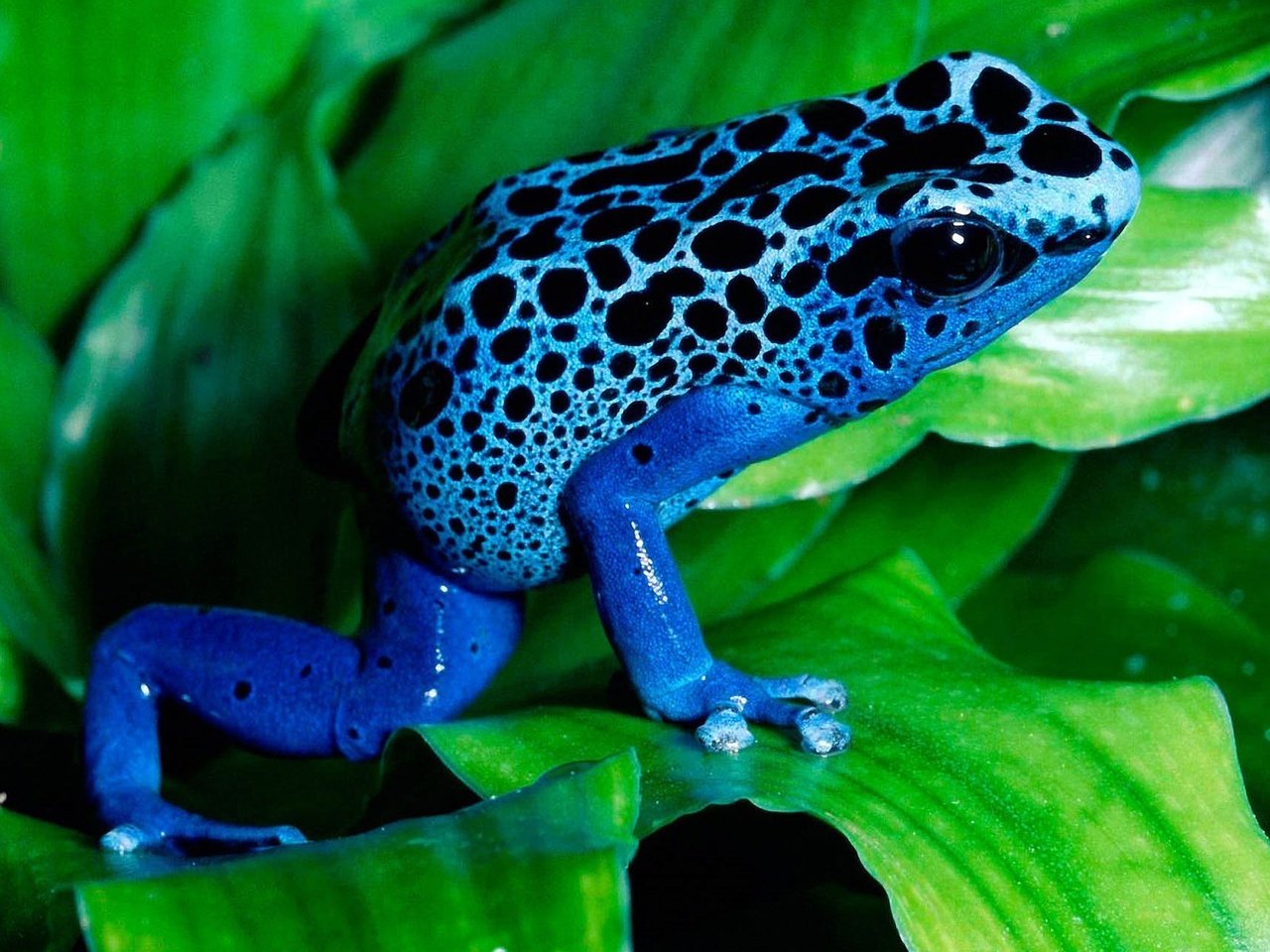 Обои лист, лягушка, синяя, лягуха, амфибия, земноводные, древолаз, sheet, frog, blue, amphibian, amphibians, dendrobates разрешение 1920x1200 Загрузить