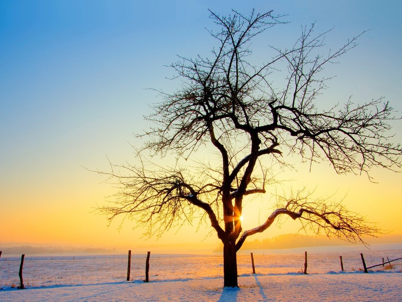 Обои снег, дерево, закат, зима, snow, tree, sunset, winter разрешение 1920x1080 Загрузить