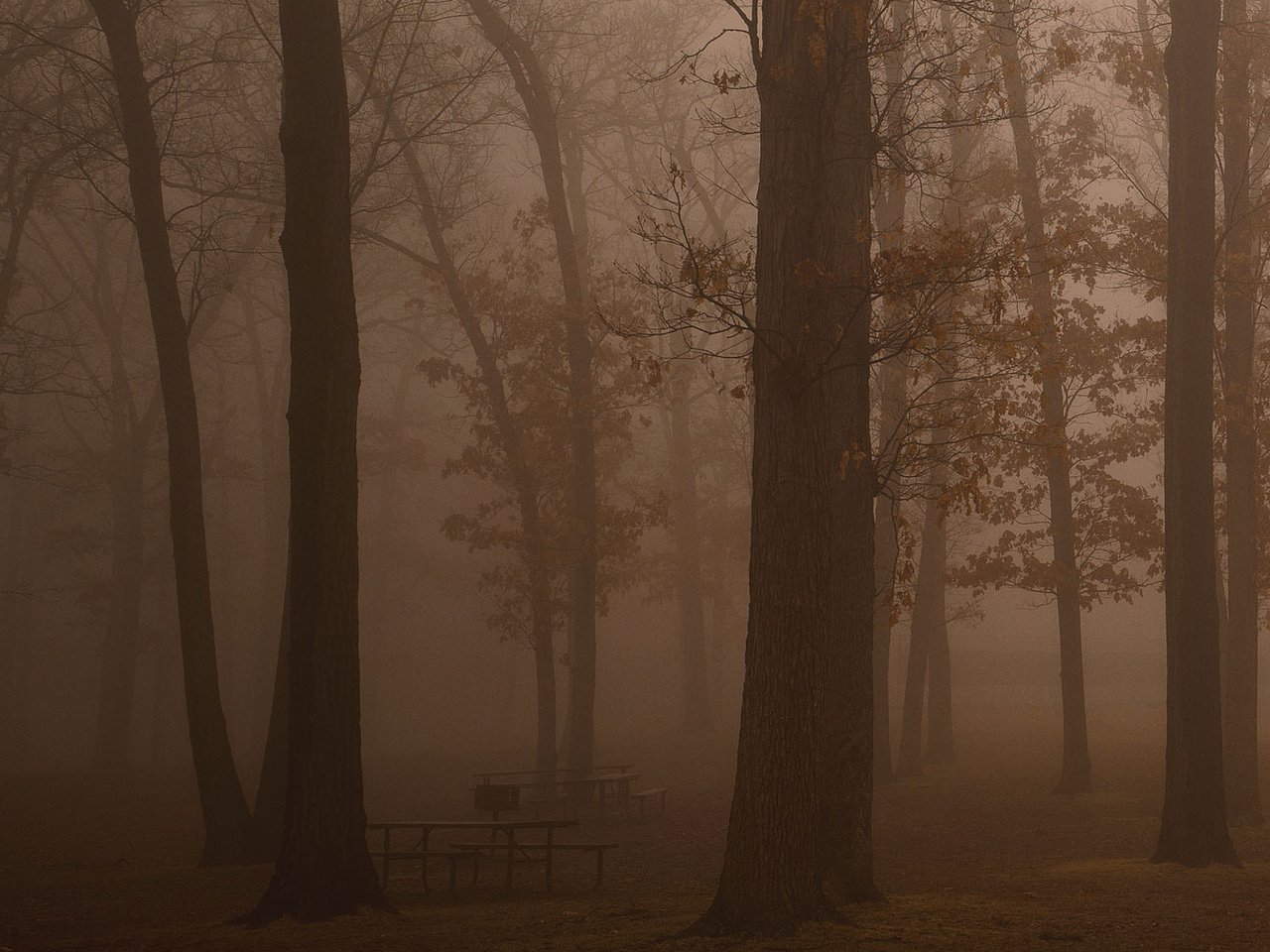 Обои деревья, отдых, лес, темнота, фото, дымка, утро, свобода, туман, свежесть, скамейки, красота, trees, stay, forest, darkness, photo, haze, morning, freedom, fog, freshness, benches, beauty разрешение 1935x1024 Загрузить