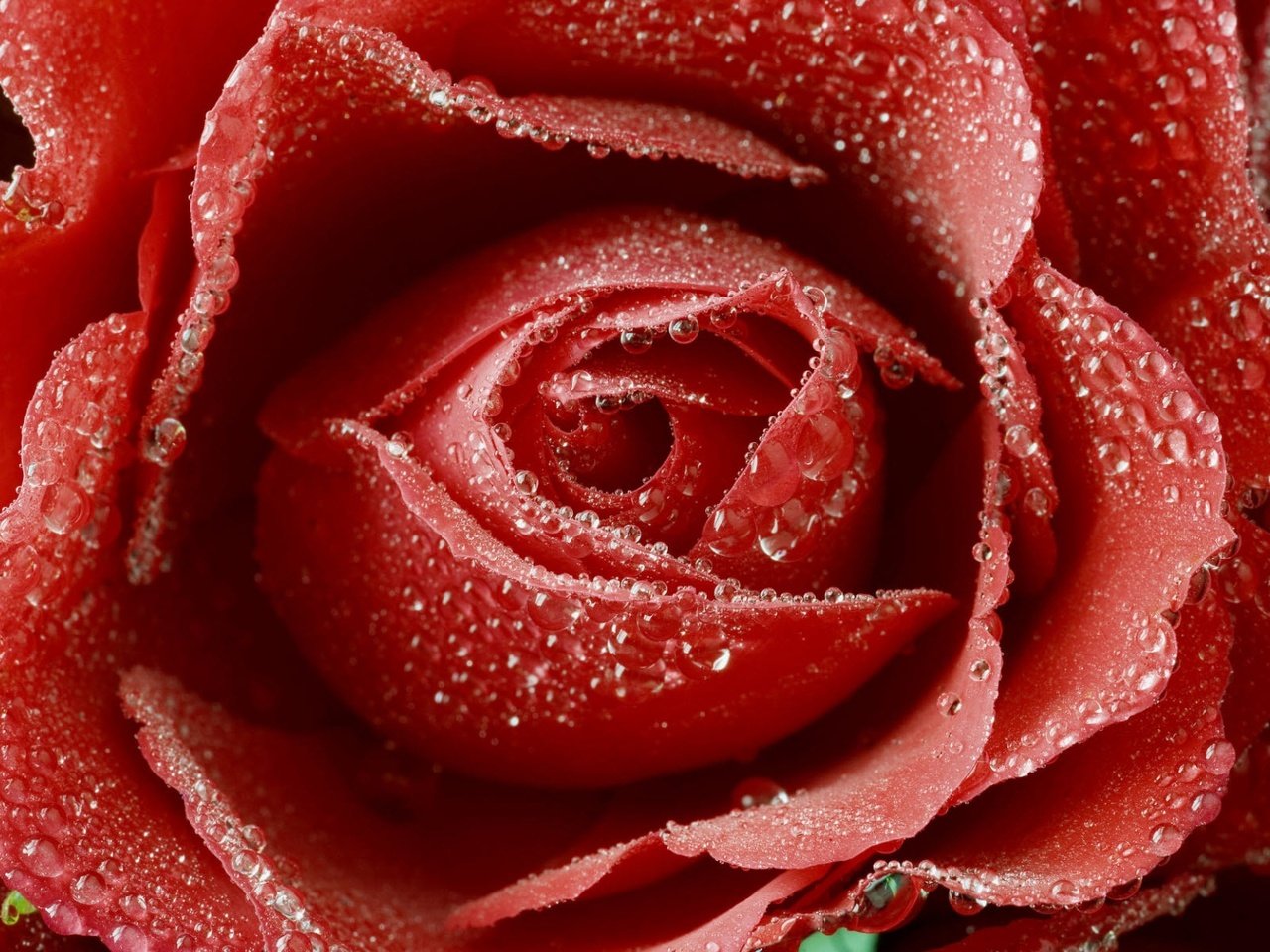 Обои роса, капли, роза, лепестки, бутон, крупным планом, rosa, drops, rose, petals, bud, closeup разрешение 1920x1200 Загрузить