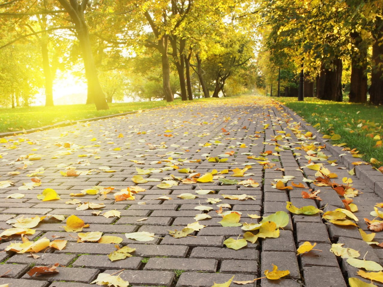 Обои деревья, солнце, дорожка, листва, осень, аллея, trees, the sun, track, foliage, autumn, alley разрешение 1920x1080 Загрузить