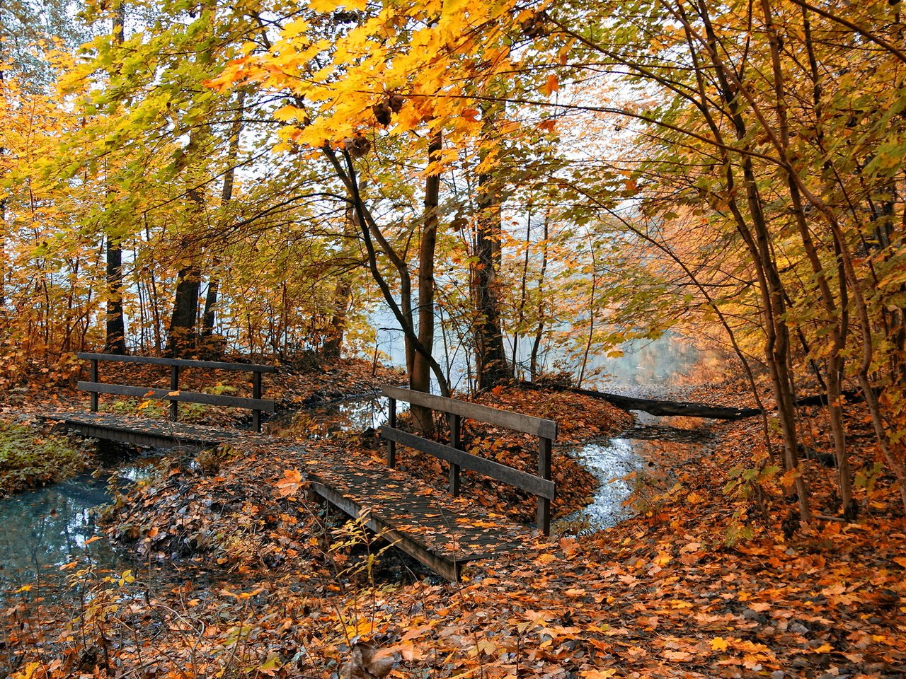 Обои лес, ручей, осень, forest, stream, autumn разрешение 1920x1080 Загрузить