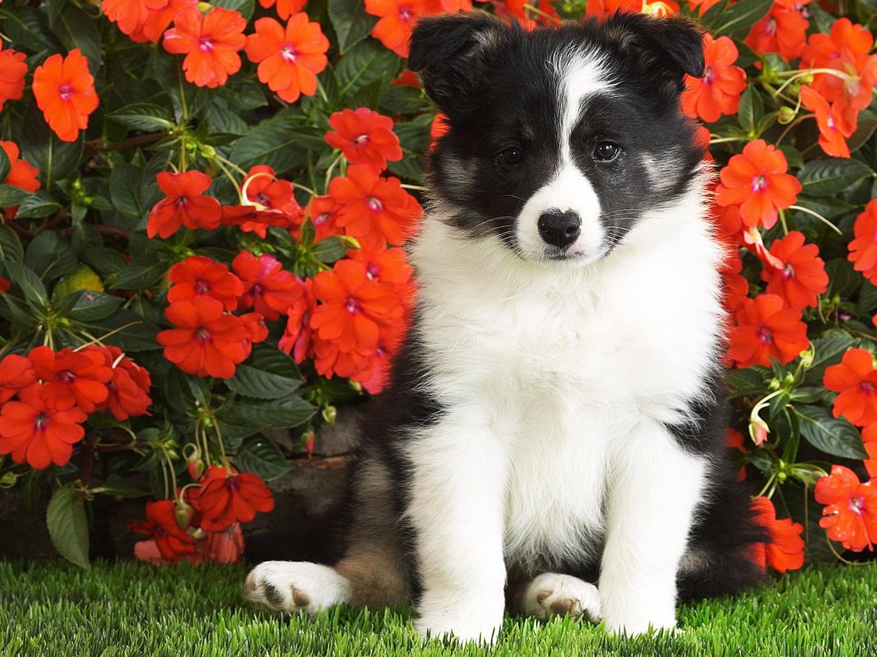 Обои цветы, собака, щенок, лушок, бордер-колли, flowers, dog, puppy, luchok, the border collie разрешение 1920x1200 Загрузить