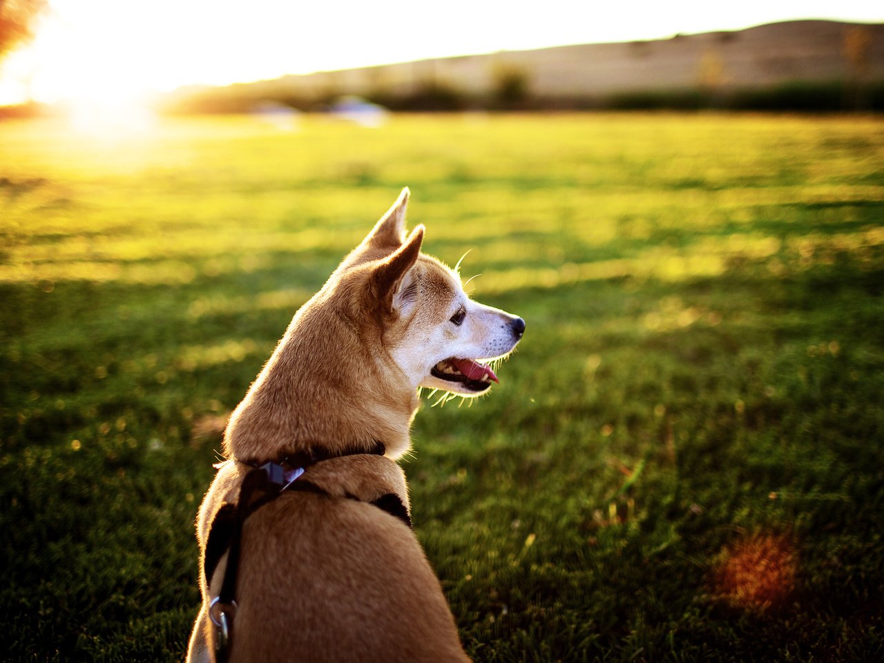 Обои солнце, собака, лужайка, хаска, the sun, dog, lawn, husky разрешение 1920x1200 Загрузить