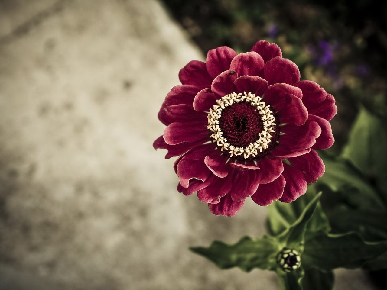 Обои цветок, вид сверху, бордовый, цинния, flower, the view from the top, burgundy, zinnia разрешение 1920x1200 Загрузить