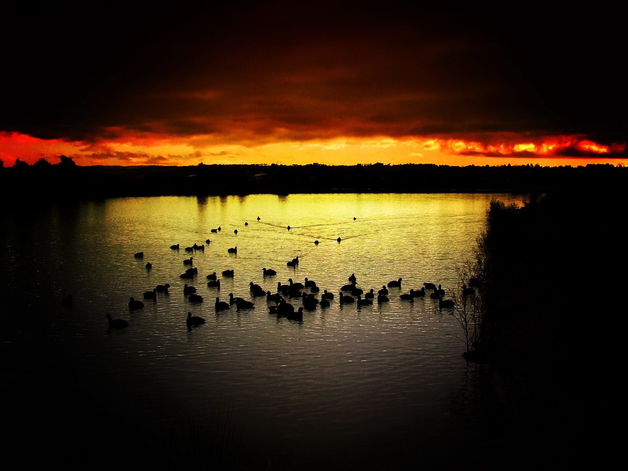 Обои небо, вечер, озеро, закат, птицы, утки, the sky, the evening, lake, sunset, birds, duck разрешение 1920x1440 Загрузить