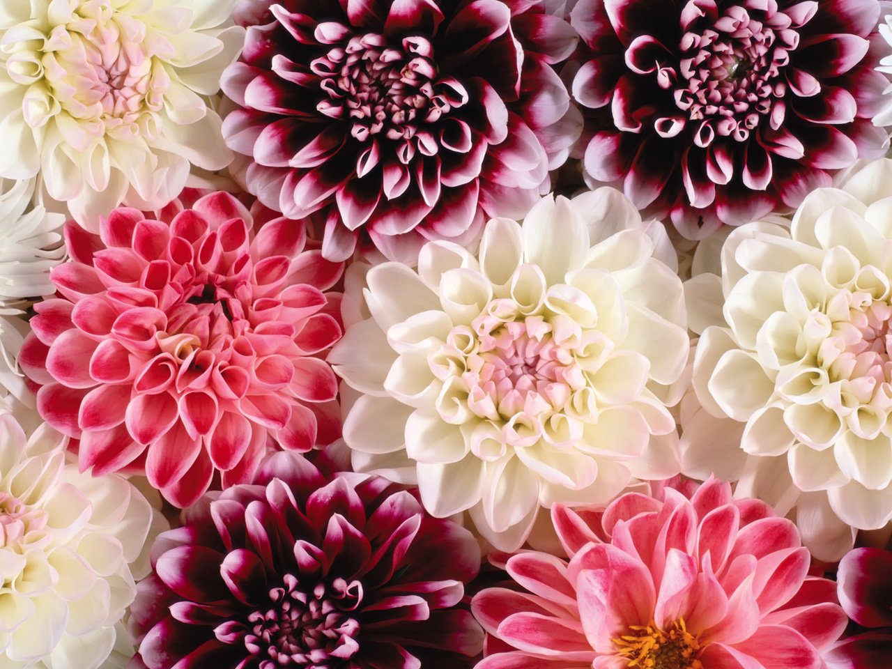 Обои цветы, георгины, flowers, dahlias разрешение 1920x1200 Загрузить