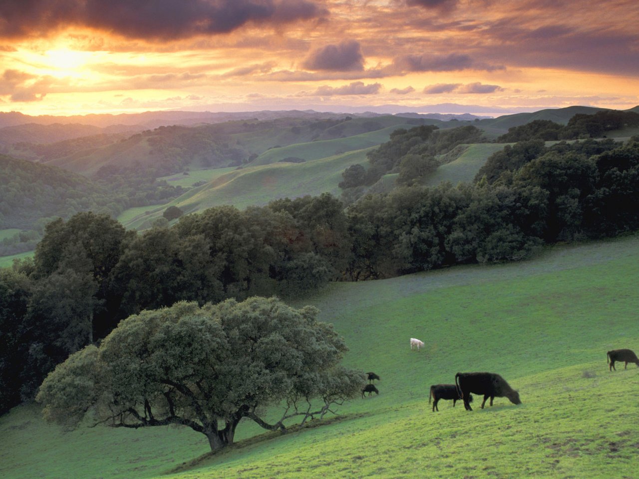 Обои деревья, горы, дерево, луг, коровы, trees, mountains, tree, meadow, cows разрешение 2000x1333 Загрузить