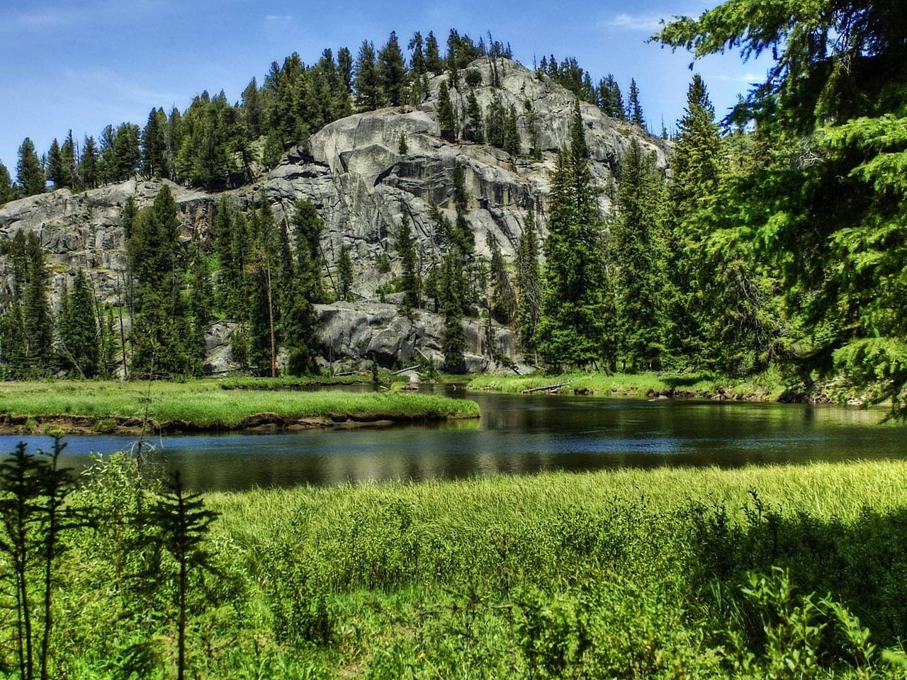 Обои трава, озеро, лес, ель, grass, lake, forest, spruce разрешение 1920x1080 Загрузить