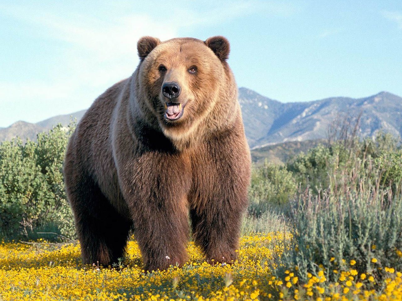Обои горы, природа, медведь, гризли, mountains, nature, bear, grizzly разрешение 1920x1080 Загрузить