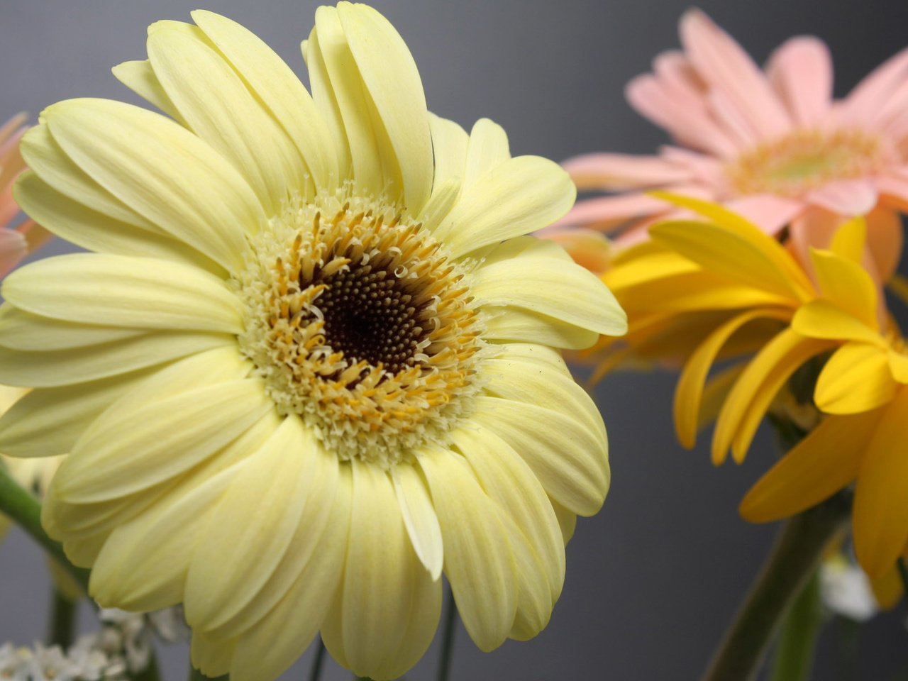 Обои цветы, макро, лепестки, гербера, flowers, macro, petals, gerbera разрешение 1920x1200 Загрузить