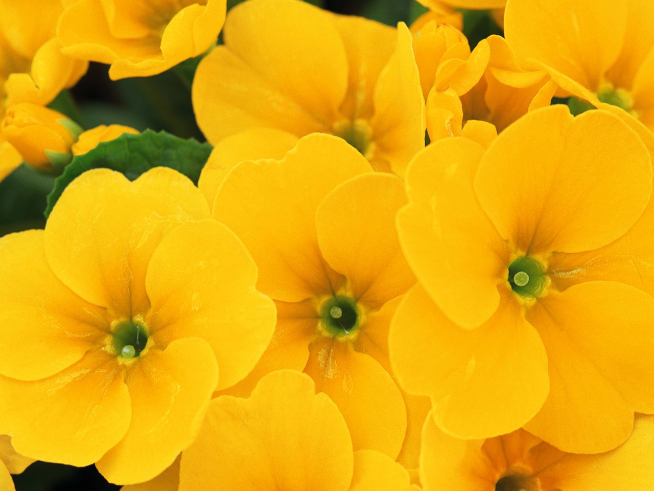 Обои цветы, макро, лето, лепестки, желтые, примула, flowers, macro, summer, petals, yellow, primula разрешение 1920x1200 Загрузить