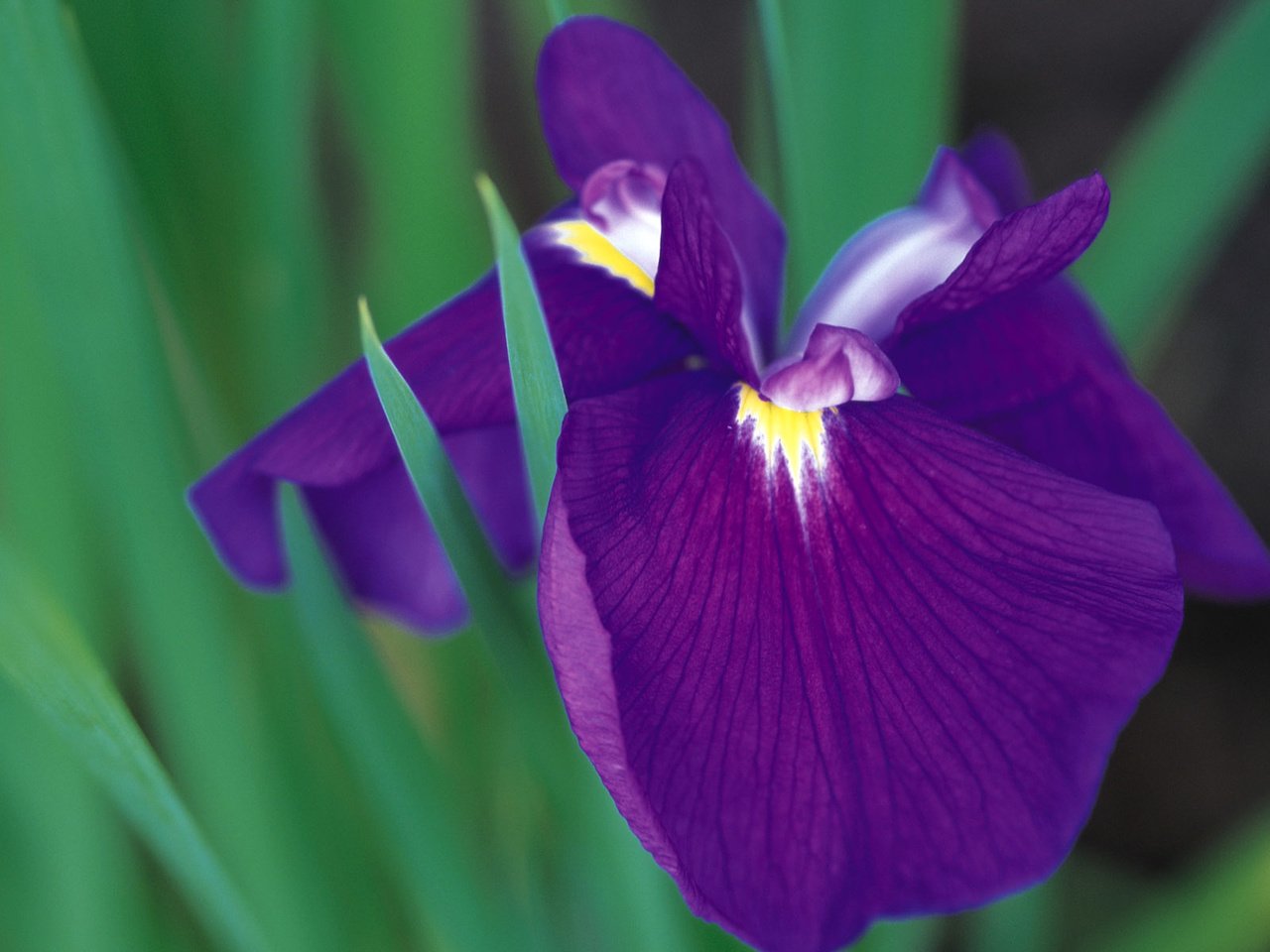 Обои ирис, iris разрешение 1920x1200 Загрузить