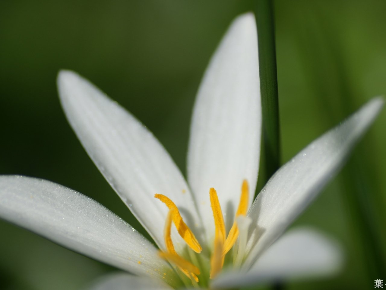 Обои макро, фон, цветок, белый, лилия, macro, background, flower, white, lily разрешение 1920x1200 Загрузить