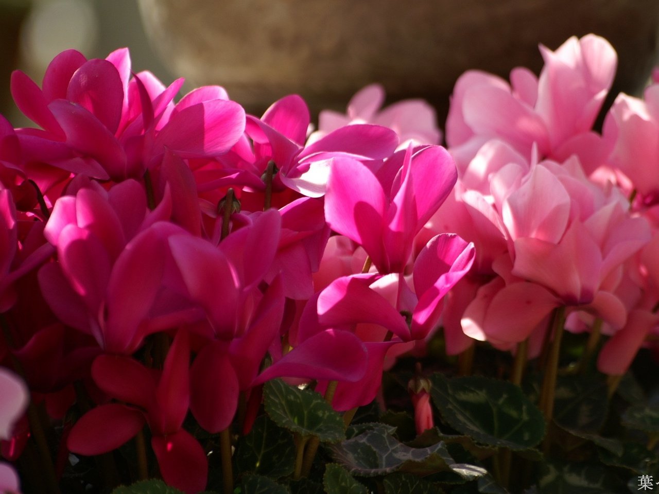 Обои цветы, розовые, цикламены, цикламен, flowers, pink, cyclamen разрешение 1920x1200 Загрузить