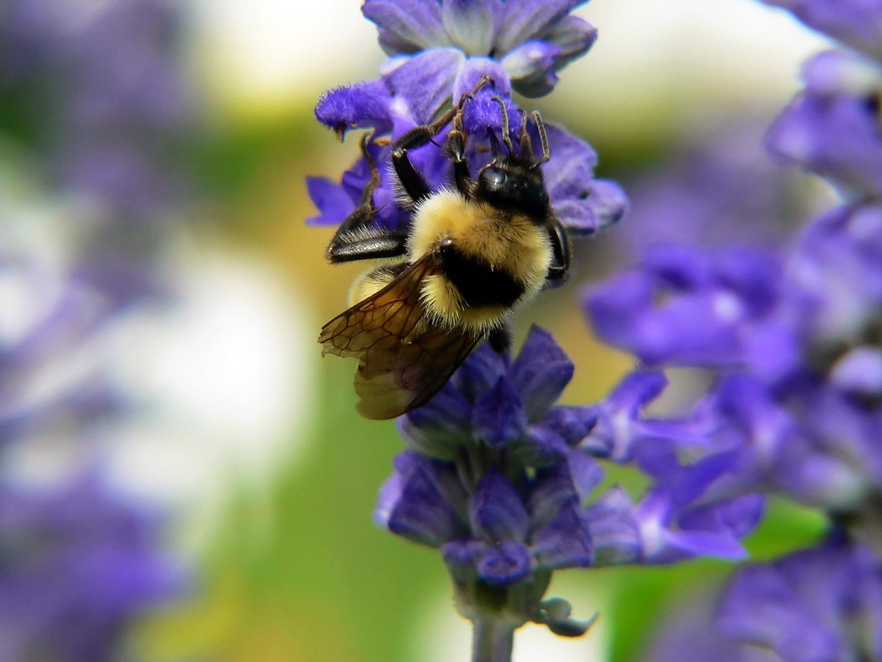 Обои насекомое, цветок, пчела, нектар, шмель, опыление, insect, flower, bee, nectar, bumblebee, pollination разрешение 1920x1200 Загрузить