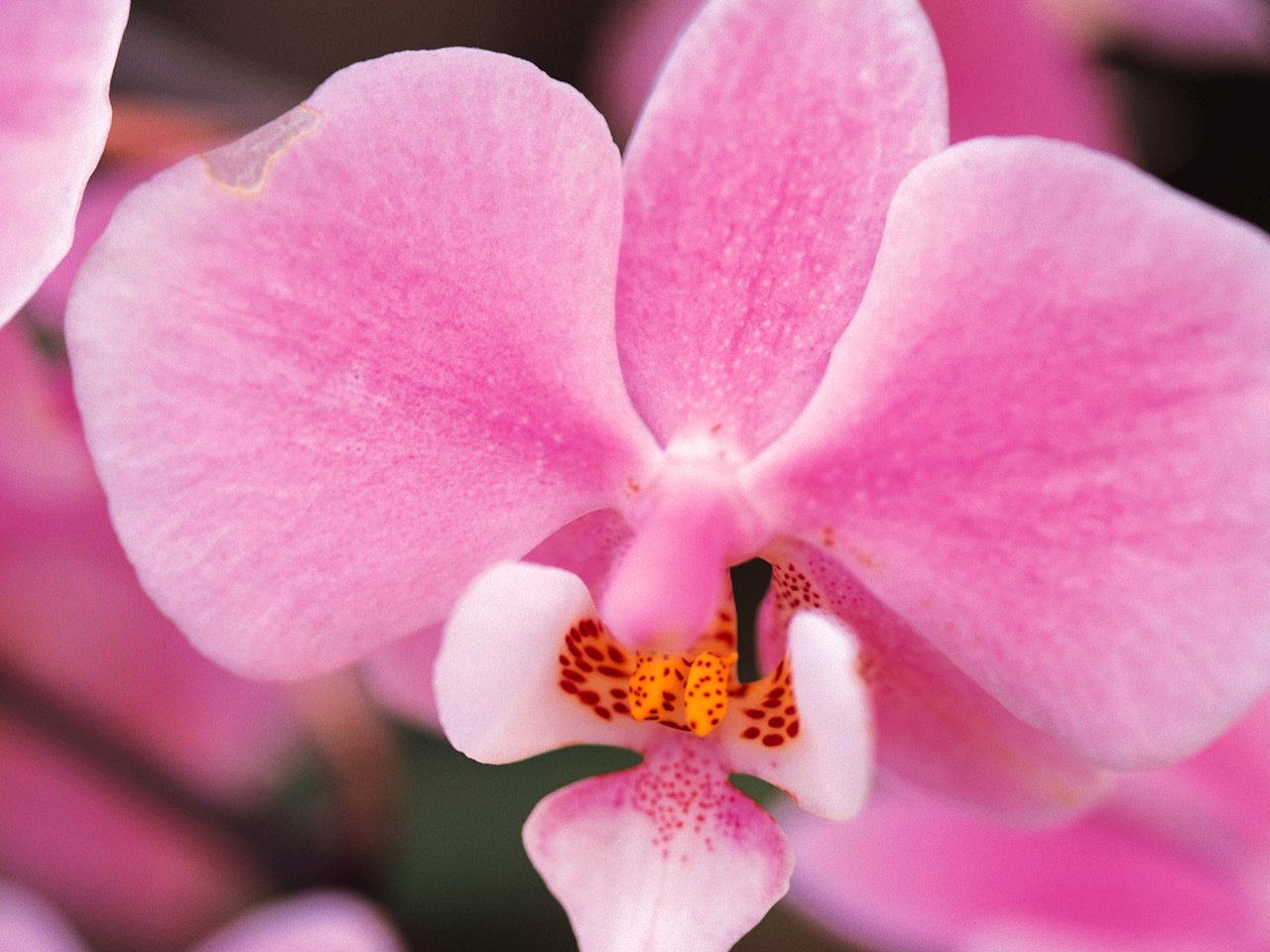 Обои цветы, лепестки, розовые, орхидея, орхидеи, flowers, petals, pink, orchid, orchids разрешение 1920x1200 Загрузить