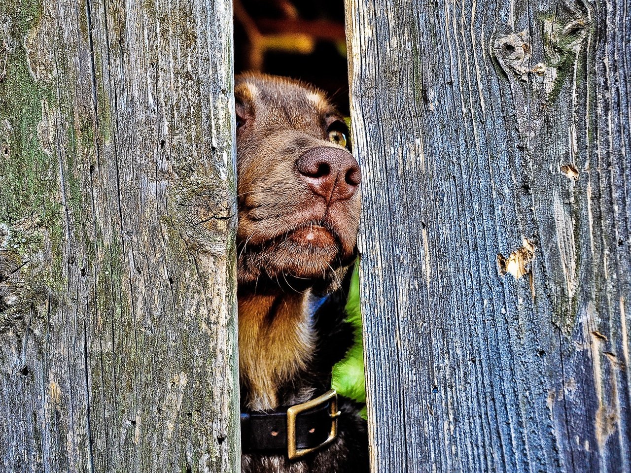 Обои забор, собака, ошейник, пес, нос, the fence, dog, collar, nose разрешение 1920x1200 Загрузить