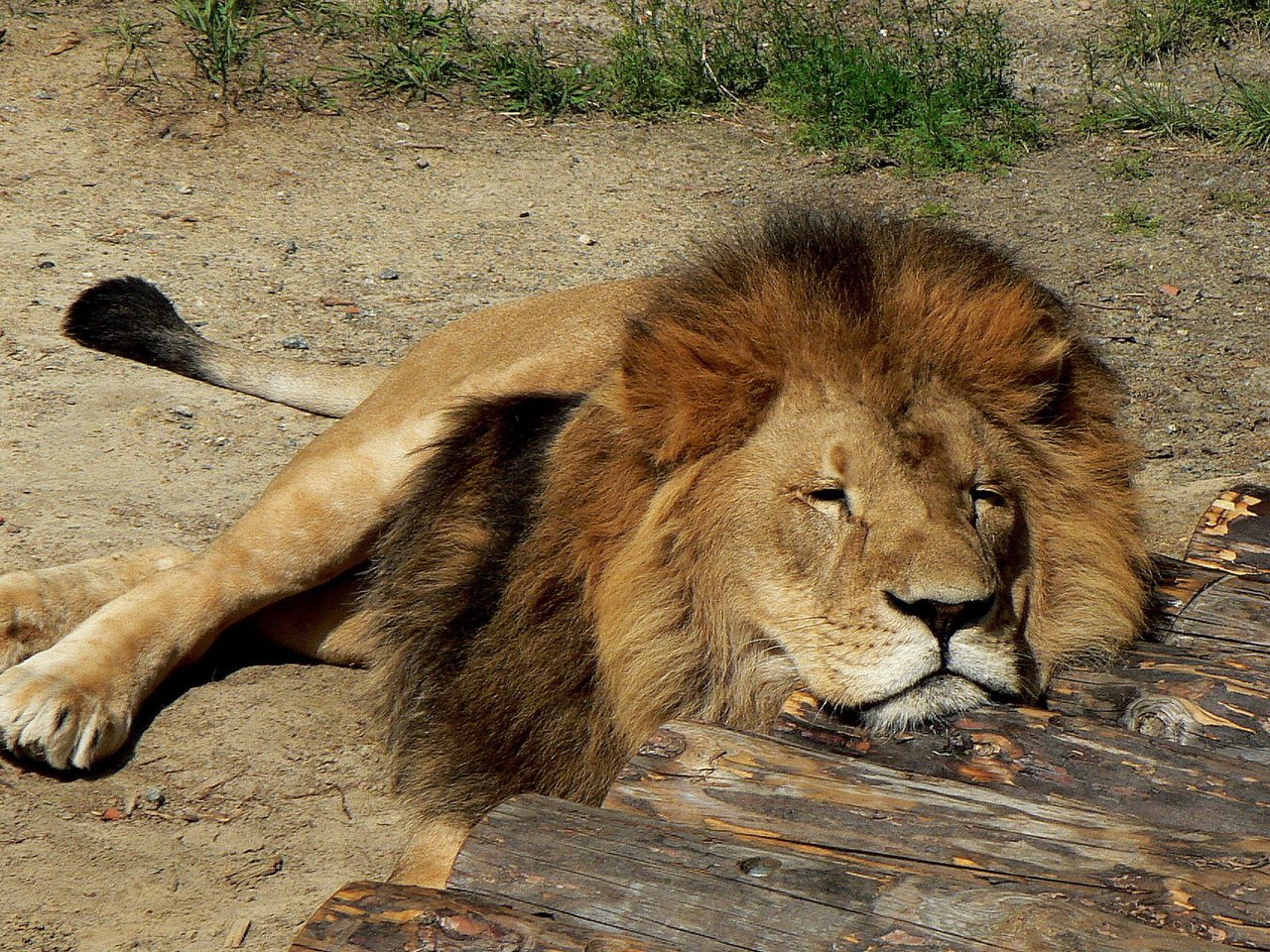 Обои спит, хищник, большая кошка, лев, грива, лежа, sleeping, predator, big cat, leo, mane, lying разрешение 1920x1200 Загрузить