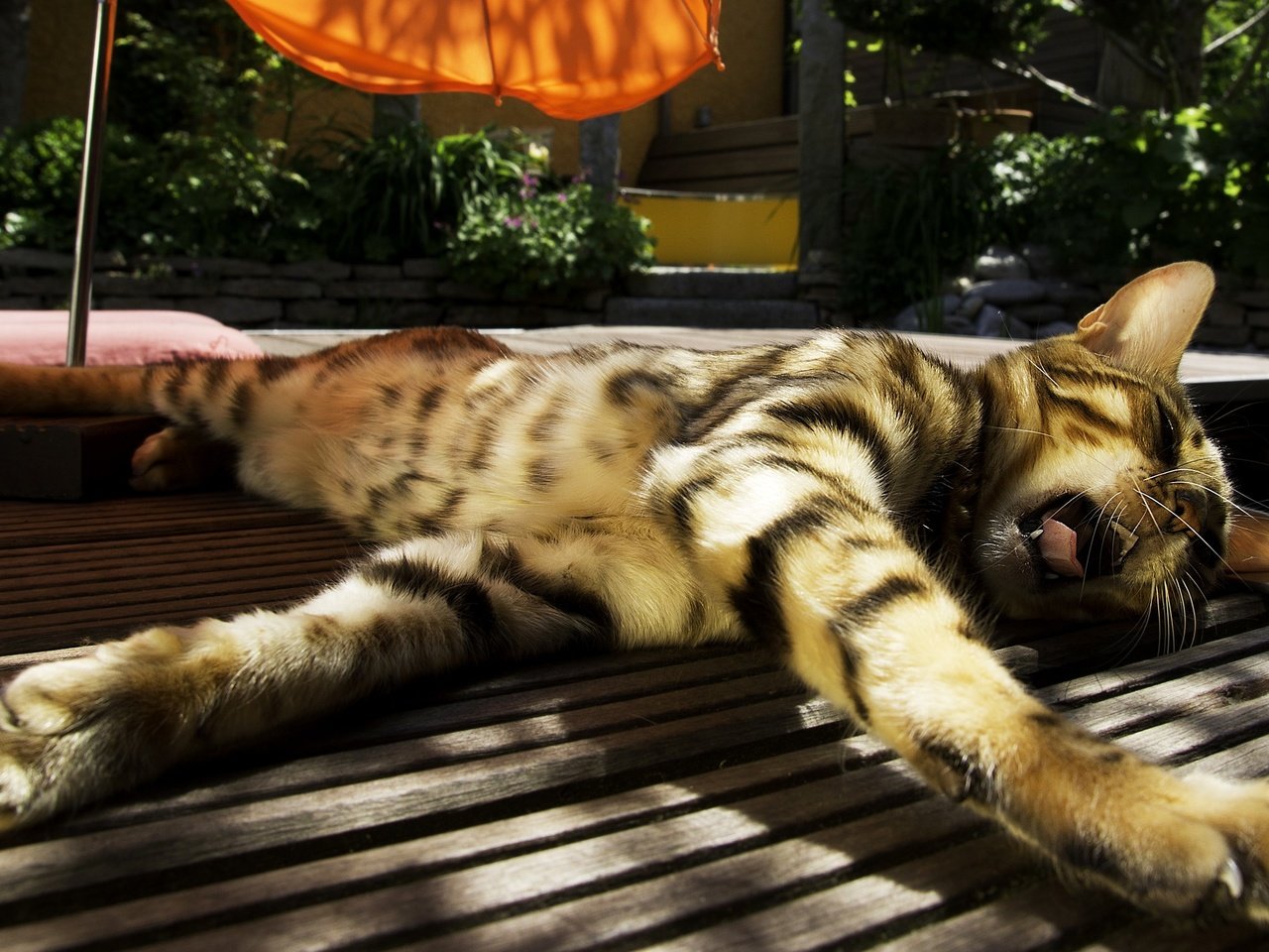 Обои солнце, кот, полосатый, зевает, бенгальская кошка, the sun, cat, striped, yawns, bengal cat разрешение 2560x1600 Загрузить