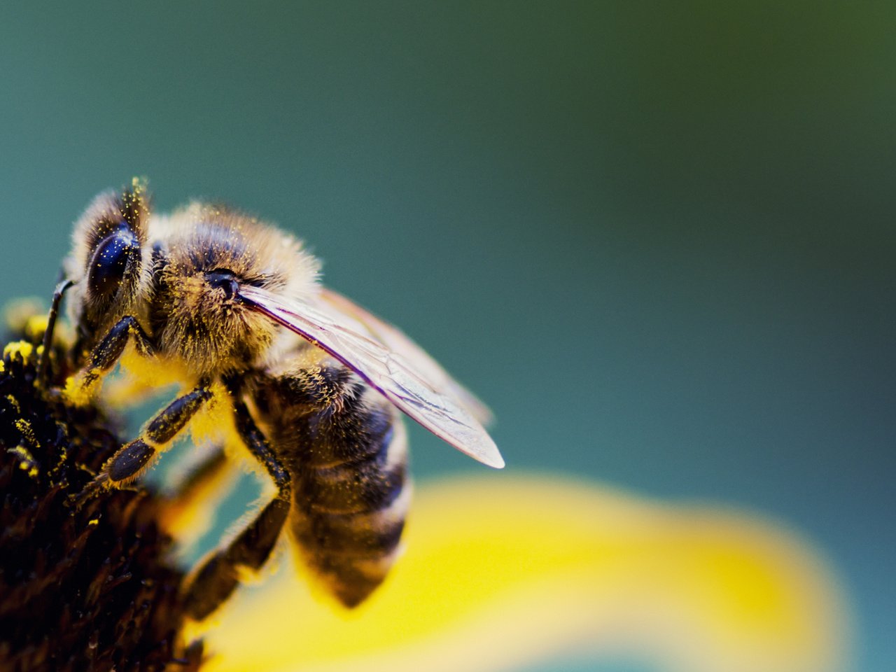 Обои насекомое, цветок, крылья, пчела, пыльца, крупным планом, insect, flower, wings, bee, pollen, closeup разрешение 1920x1080 Загрузить