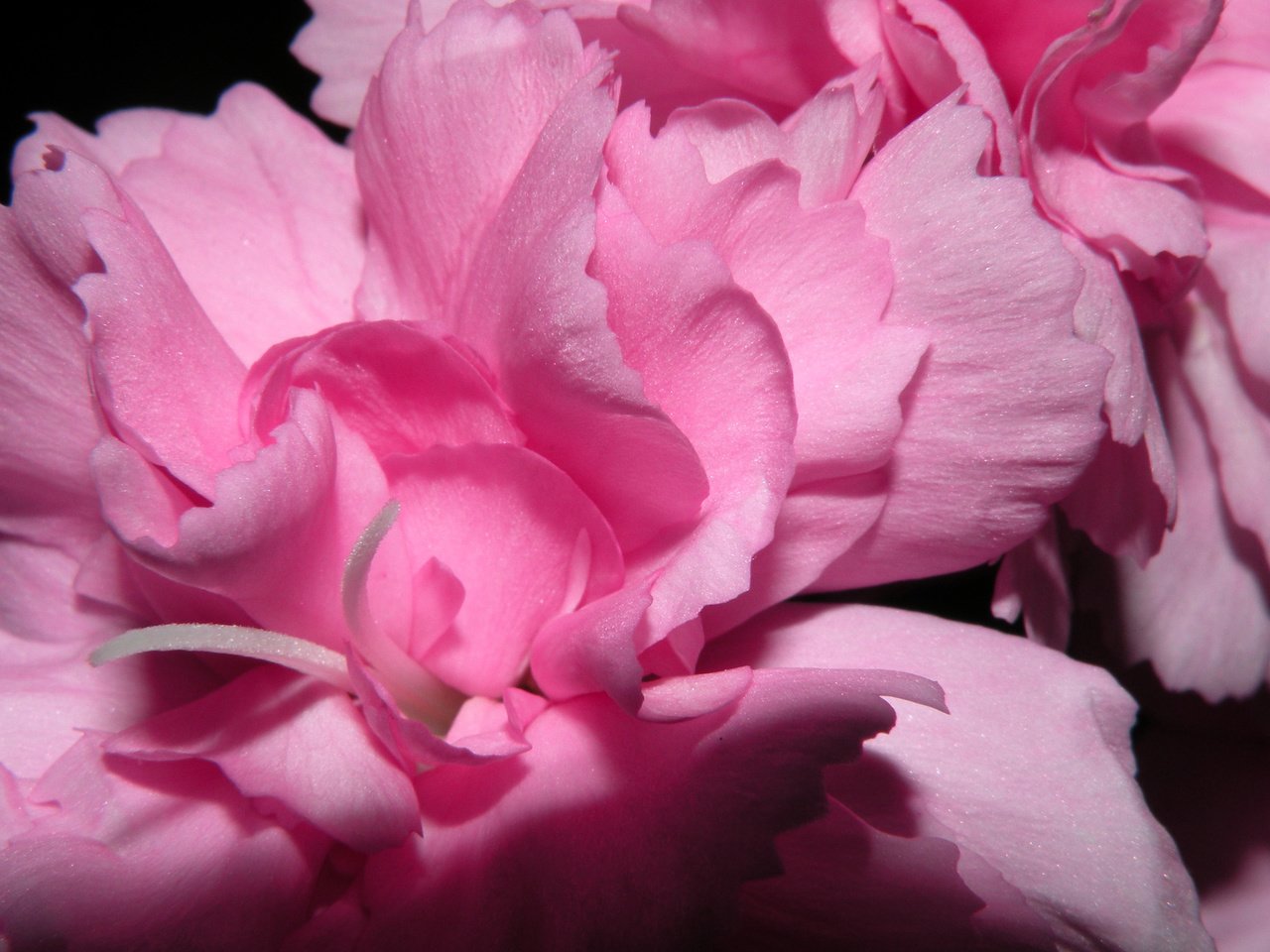 Обои цветы, лепестки, розовые, пионы, flowers, petals, pink, peonies разрешение 2560x1600 Загрузить