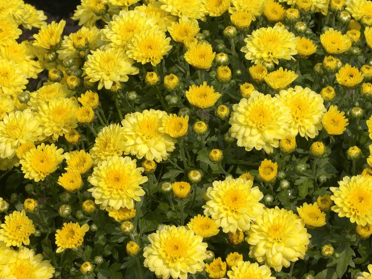 Обои цветы, хризантемы, flowers, chrysanthemum разрешение 2560x1600 Загрузить