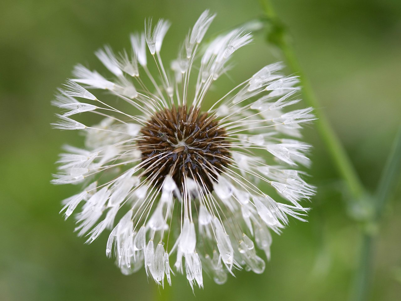 Обои цветок, капли, одуванчик, пушинки, былинки, flower, drops, dandelion, fuzzes, blade разрешение 2560x1600 Загрузить