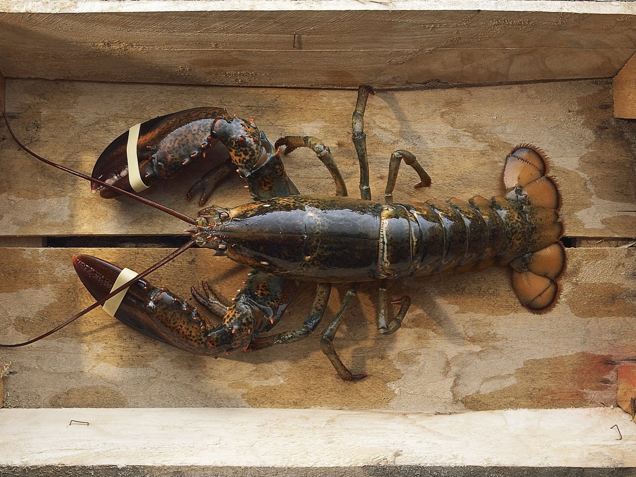 Обои морепродукты, лобстер, рак, seafood, lobster, cancer разрешение 1920x1200 Загрузить