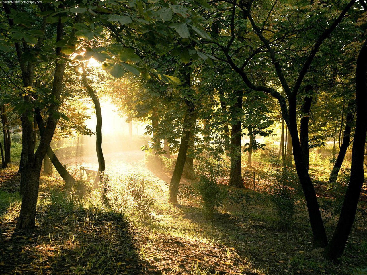 Обои свет, деревья, солнце, лес, лучи, ветки, столы, light, trees, the sun, forest, rays, branches, tables разрешение 1920x1200 Загрузить