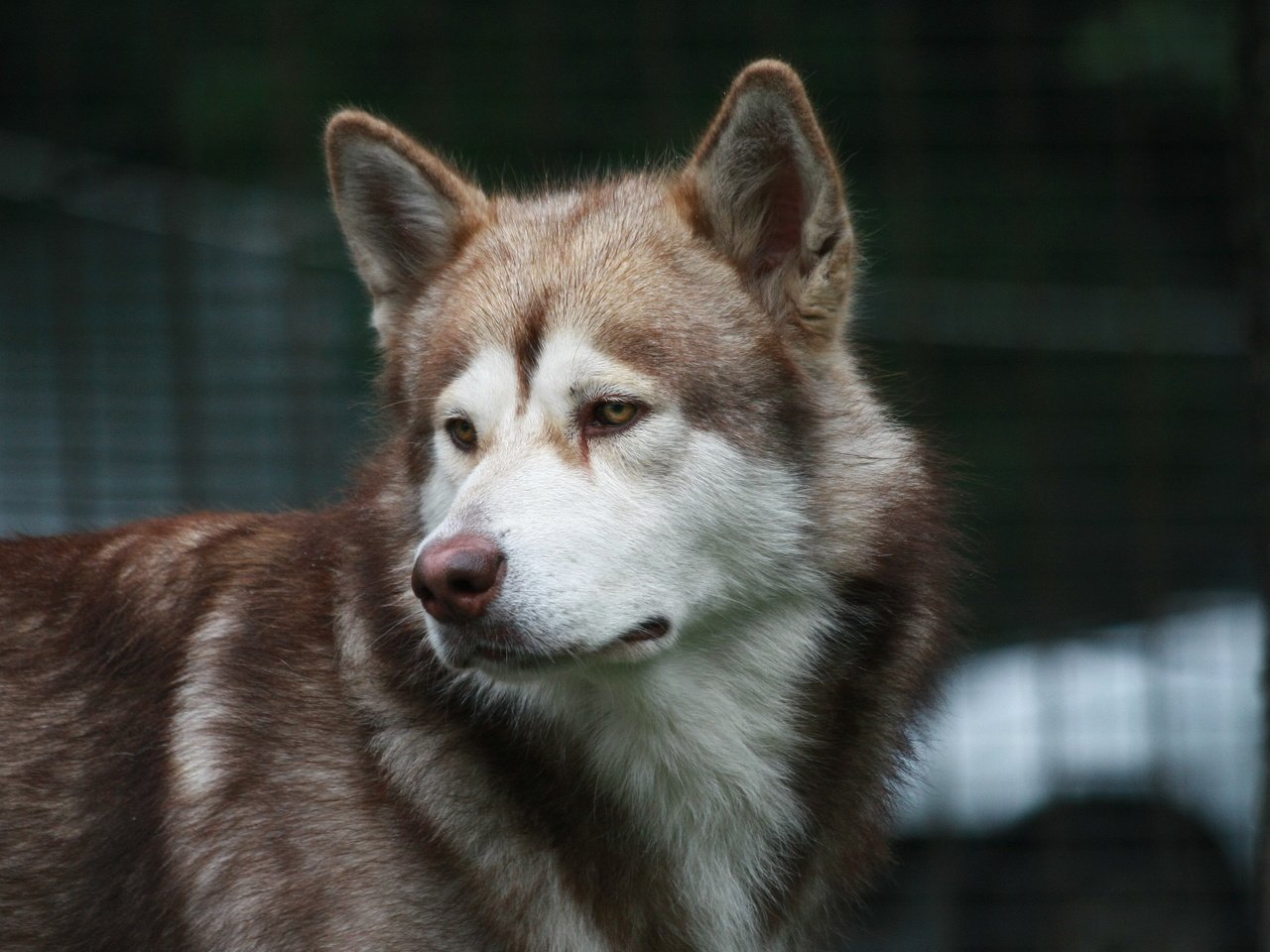 Обои взгляд, собака, хаски, друг, маламут, аляскинский маламут, look, dog, husky, each, malamute, alaskan malamute разрешение 3888x2592 Загрузить